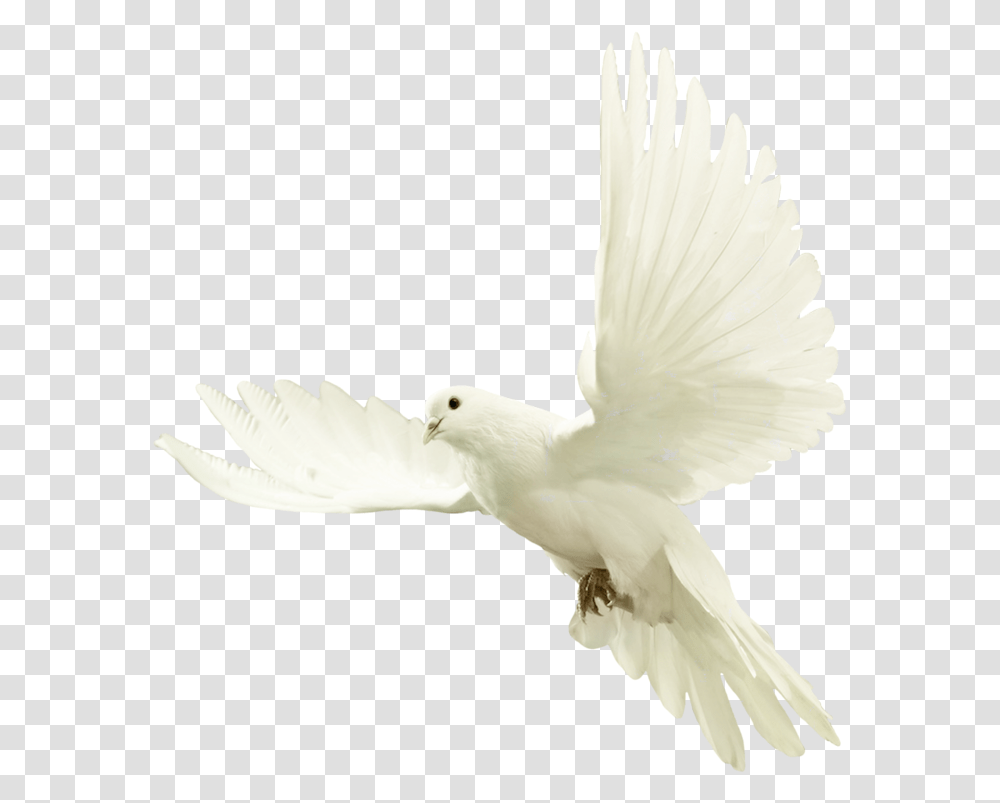 White Dove Background, Bird, Animal, Pigeon, Flying Transparent Png