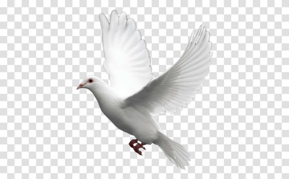 White Dove Background, Bird, Animal, Pigeon Transparent Png