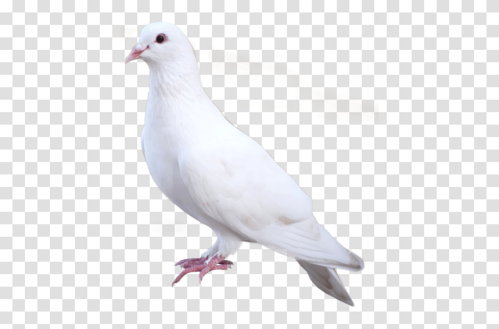 White Dove, Bird, Animal, Pigeon Transparent Png