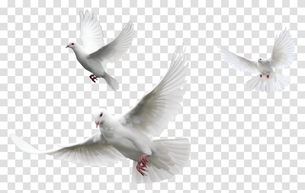 White Dove, Bird, Animal, Pigeon Transparent Png