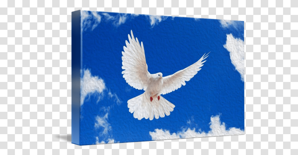 White Dove Birds Hd Wallpapers 1080p, Animal, Pigeon Transparent Png