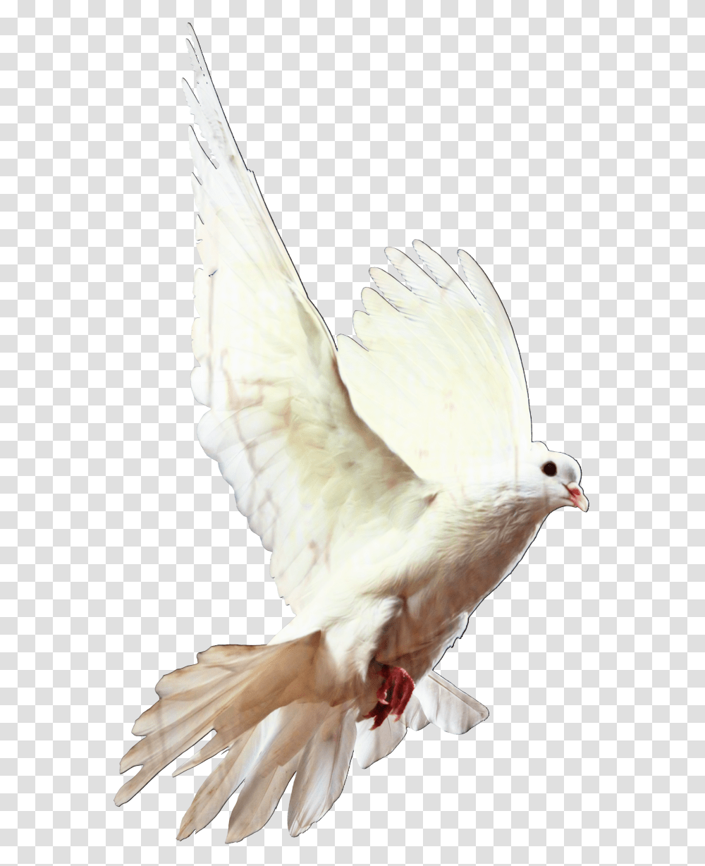 White Dove Cartoon White Dove, Bird, Animal, Pigeon Transparent Png