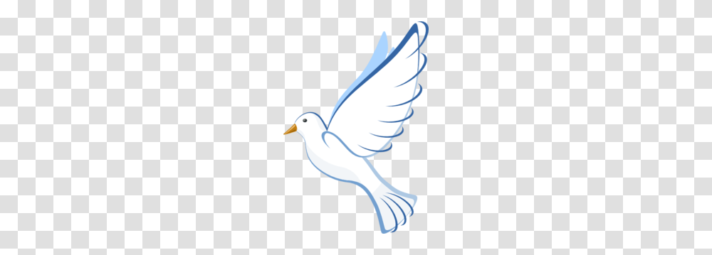 White Dove Clip Art, Pigeon, Bird, Animal Transparent Png