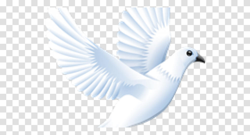 White Dove Clipart Clip Art, Bird, Animal, Swan, Pigeon Transparent Png