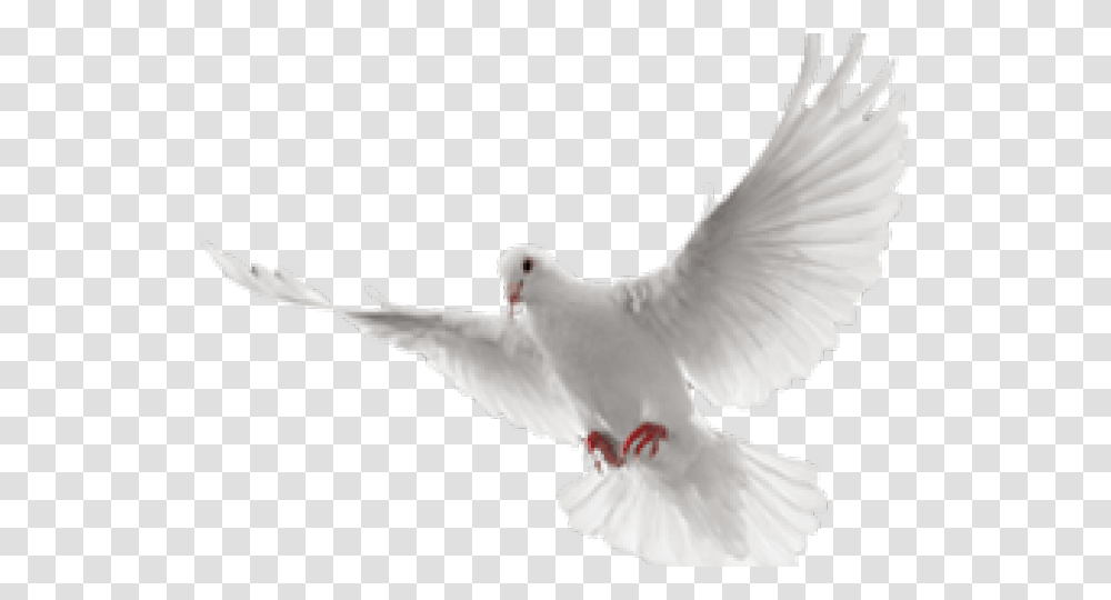 White Dove Clipart In Flight, Bird, Animal, Pigeon Transparent Png