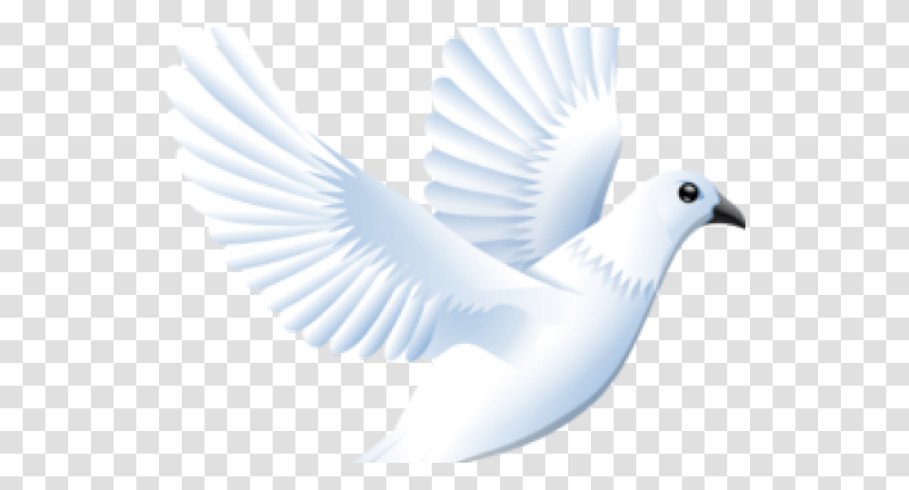 White Dove Cliparts, Bird, Animal, Swan, Beak Transparent Png