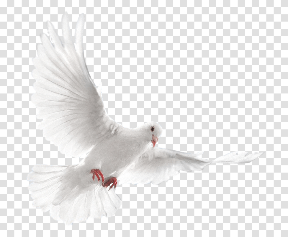 White Dove Download, Bird, Animal, Pigeon Transparent Png