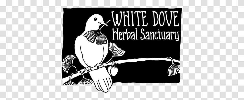 White Dove Herbal Sanctuary Photo Caption, Bird, Animal, Text, Advertisement Transparent Png
