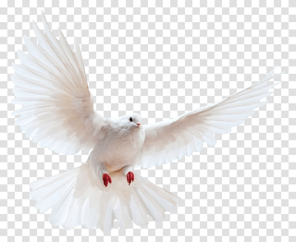 White Dove Image Bird Image With White Bird Background, Animal, Pigeon Transparent Png