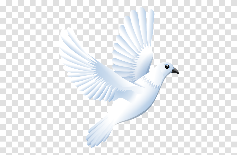 White Dove Large Size, Bird, Animal, Pigeon, Beak Transparent Png