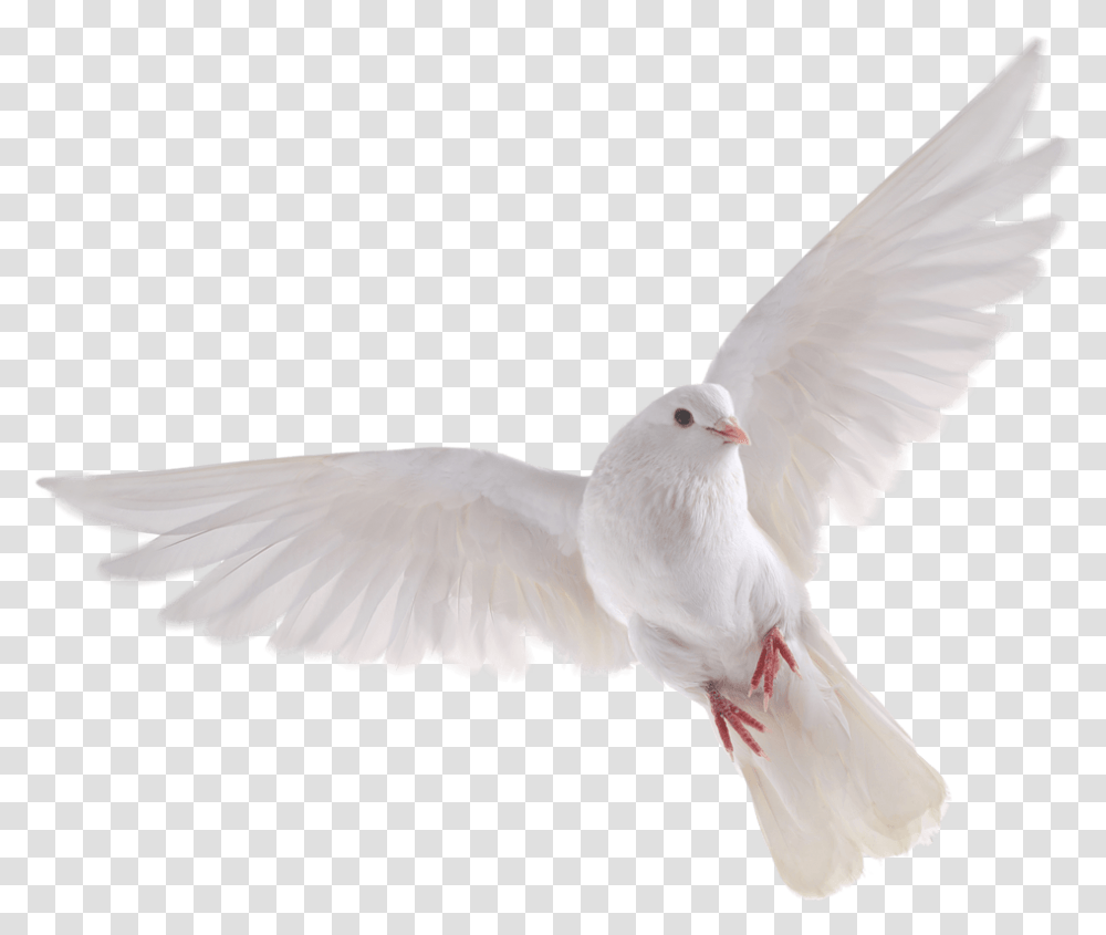 White Dove No Background, Bird, Animal, Pigeon Transparent Png