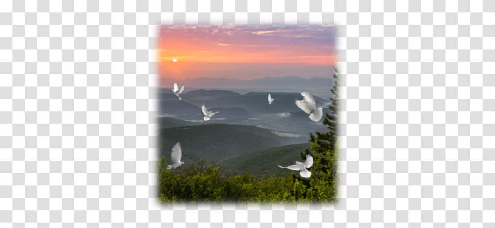 White Dove Release Gull, Bird, Animal, Outdoors, Nature Transparent Png