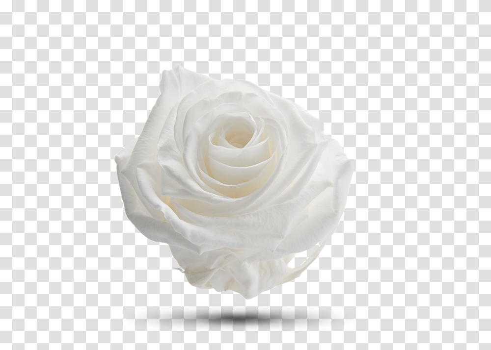 White Dove Royal Flowers Still Life Photography, Rose, Plant, Blossom, Petal Transparent Png