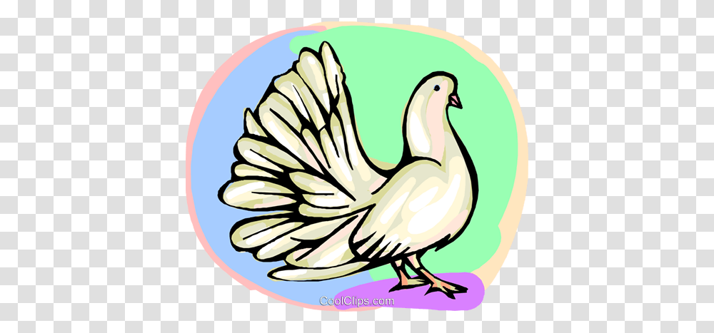 White Dove Royalty Free Vector Clip Art Illustration, Bird, Animal, Pigeon, Turkey Bird Transparent Png