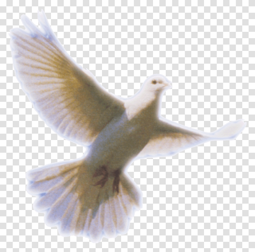 White Dove Snip, Bird, Animal, Pigeon Transparent Png