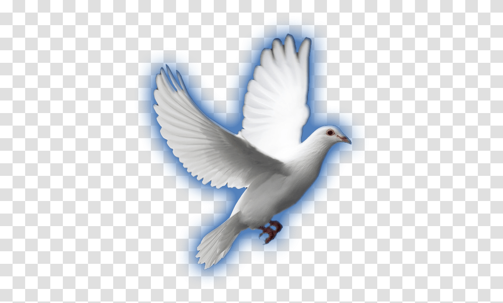 White Dove White Dove, Bird, Animal, Pigeon Transparent Png