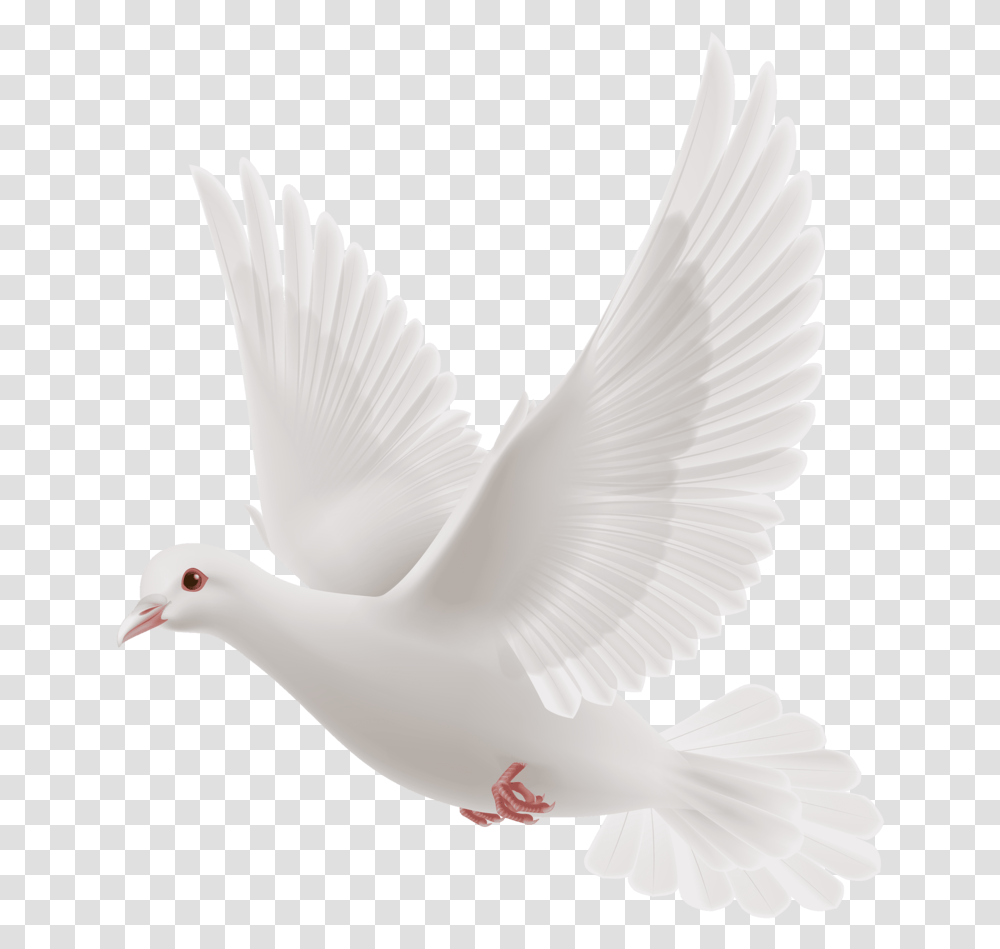 White Dove White Dove, Bird, Animal Transparent Png
