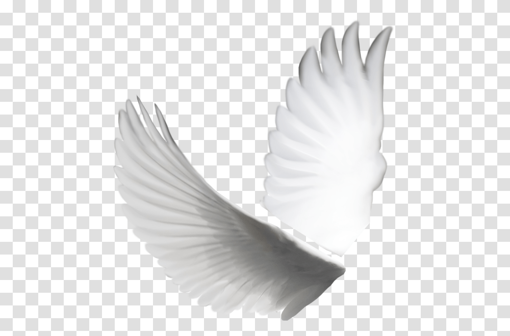 White Dove Wings, Pigeon, Bird, Animal, Person Transparent Png
