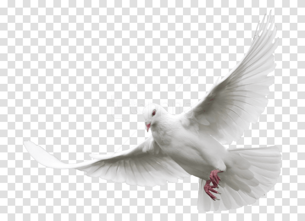 White Doves Background Dove, Bird, Animal, Pigeon Transparent Png