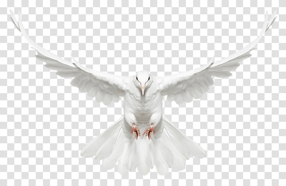 White Doves, Bird, Animal, Pigeon, Person Transparent Png