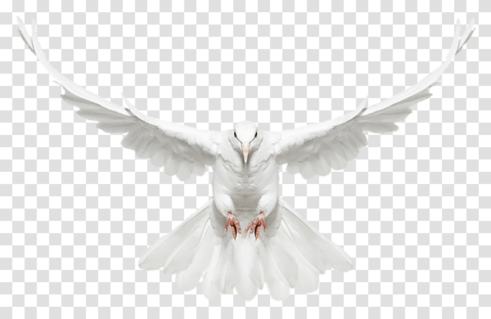 White Doves Download Free Clip Art New Photo Edit, Pigeon, Bird, Animal Transparent Png