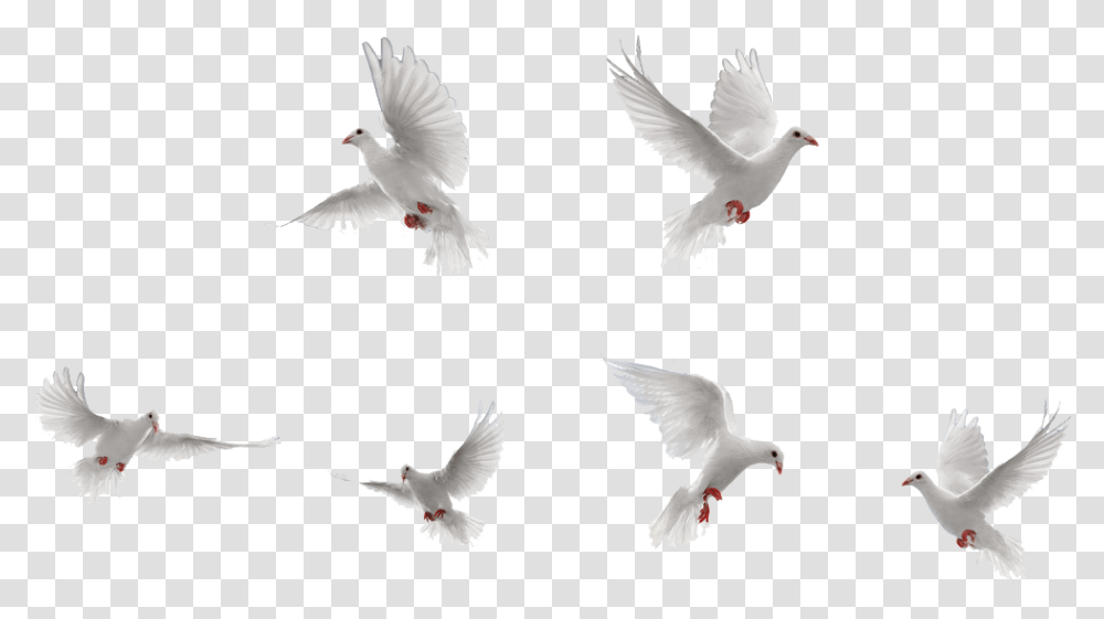 White Doves Flying, Bird, Animal, Pigeon Transparent Png