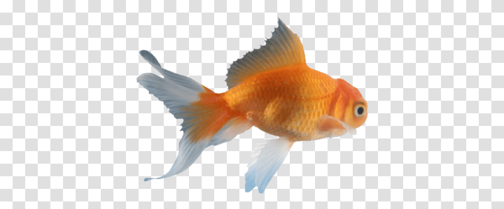 White Download Snegy S Theme Kaneki Gold Fish, Goldfish, Animal, Bird Transparent Png