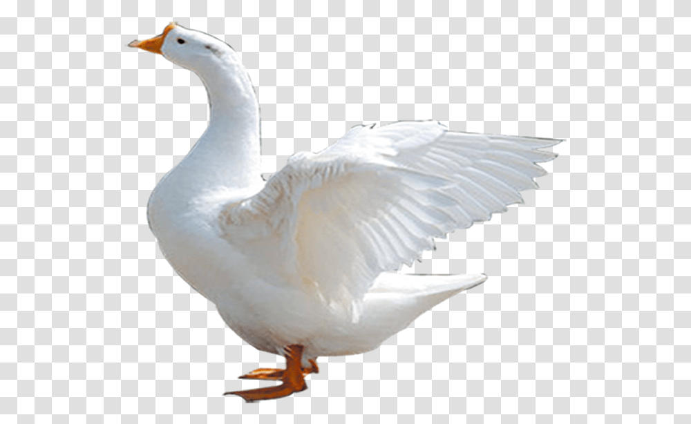 White Duck, Goose, Bird, Animal, Anseriformes Transparent Png