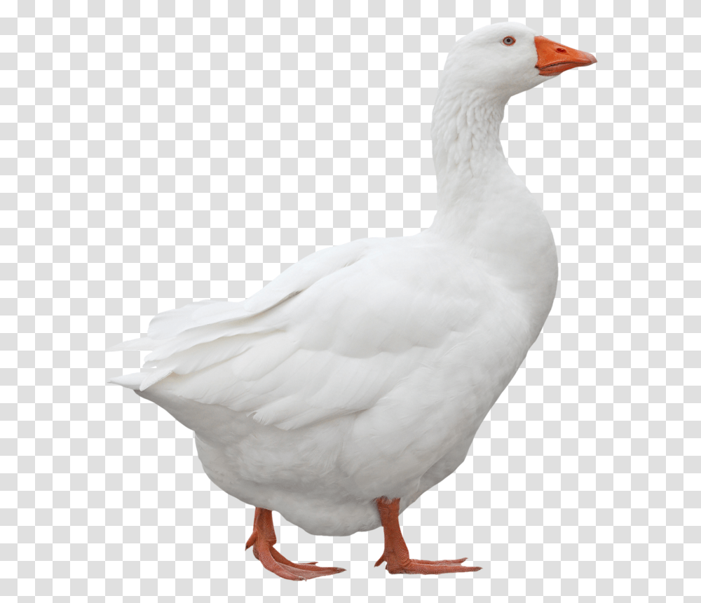 White Duck, Goose, Bird, Animal Transparent Png