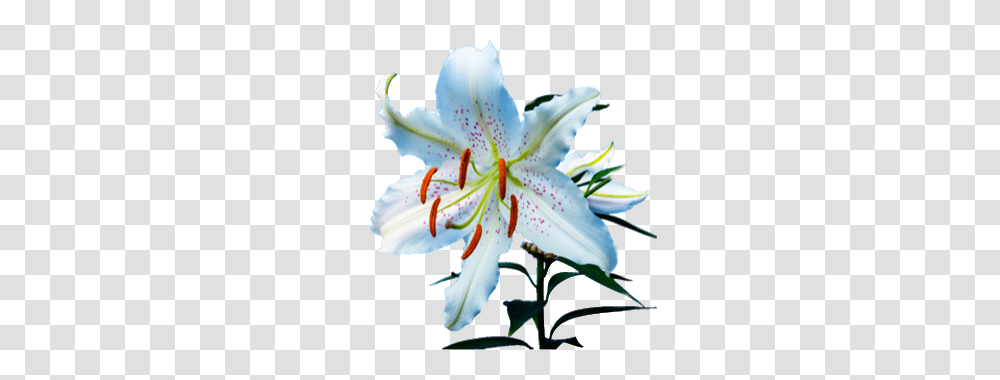 White Easter Lily Flower On Background Free To Use, Plant, Blossom, Pollen, Rose Transparent Png