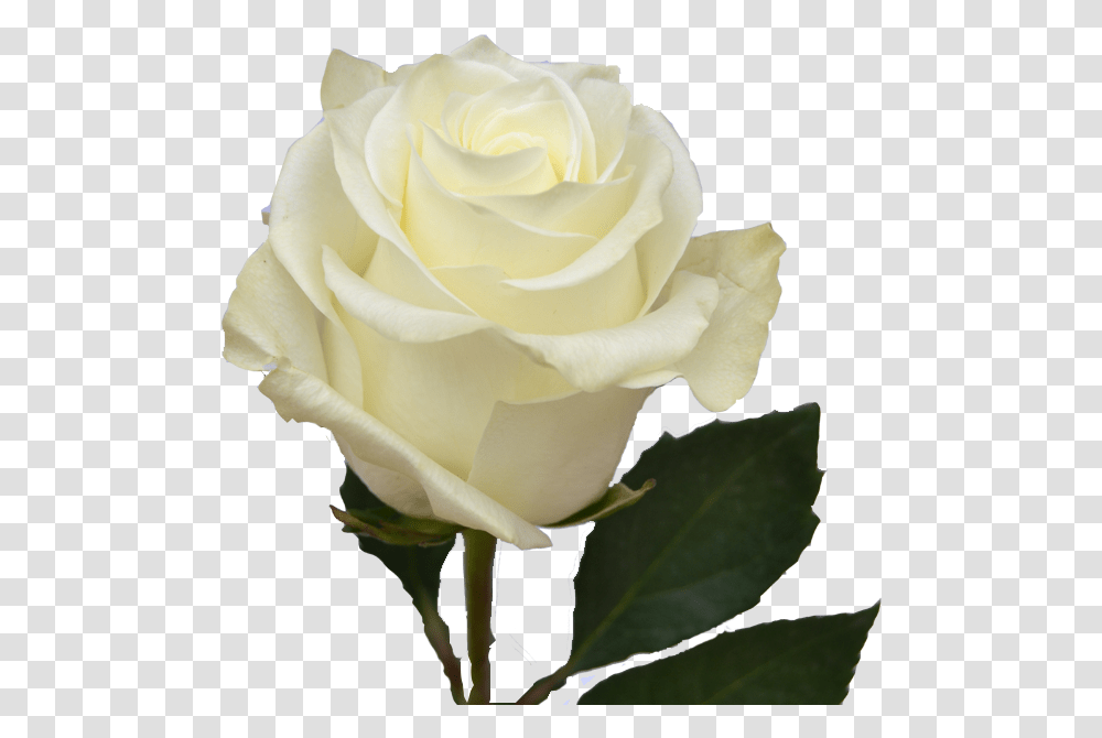 White Ecuadorian Roses, Flower, Plant, Blossom, Petal Transparent Png