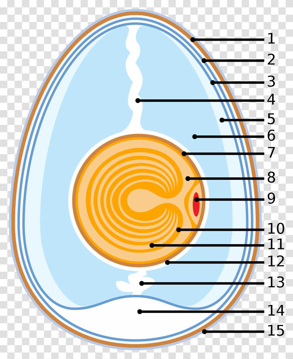White Egg Schematic Of A Chicken Egg, Helmet, Apparel Transparent Png