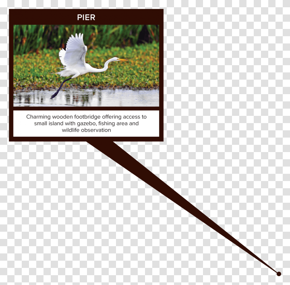White Egret, Bird, Animal, Waterfowl, Heron Transparent Png