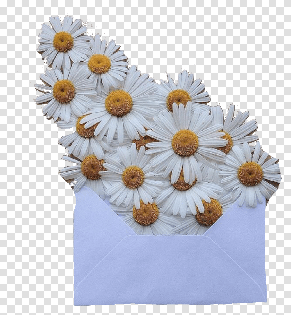 White Envelope Aesthetic Moodboard Filler, Plant, Daisy, Flower, Daisies Transparent Png