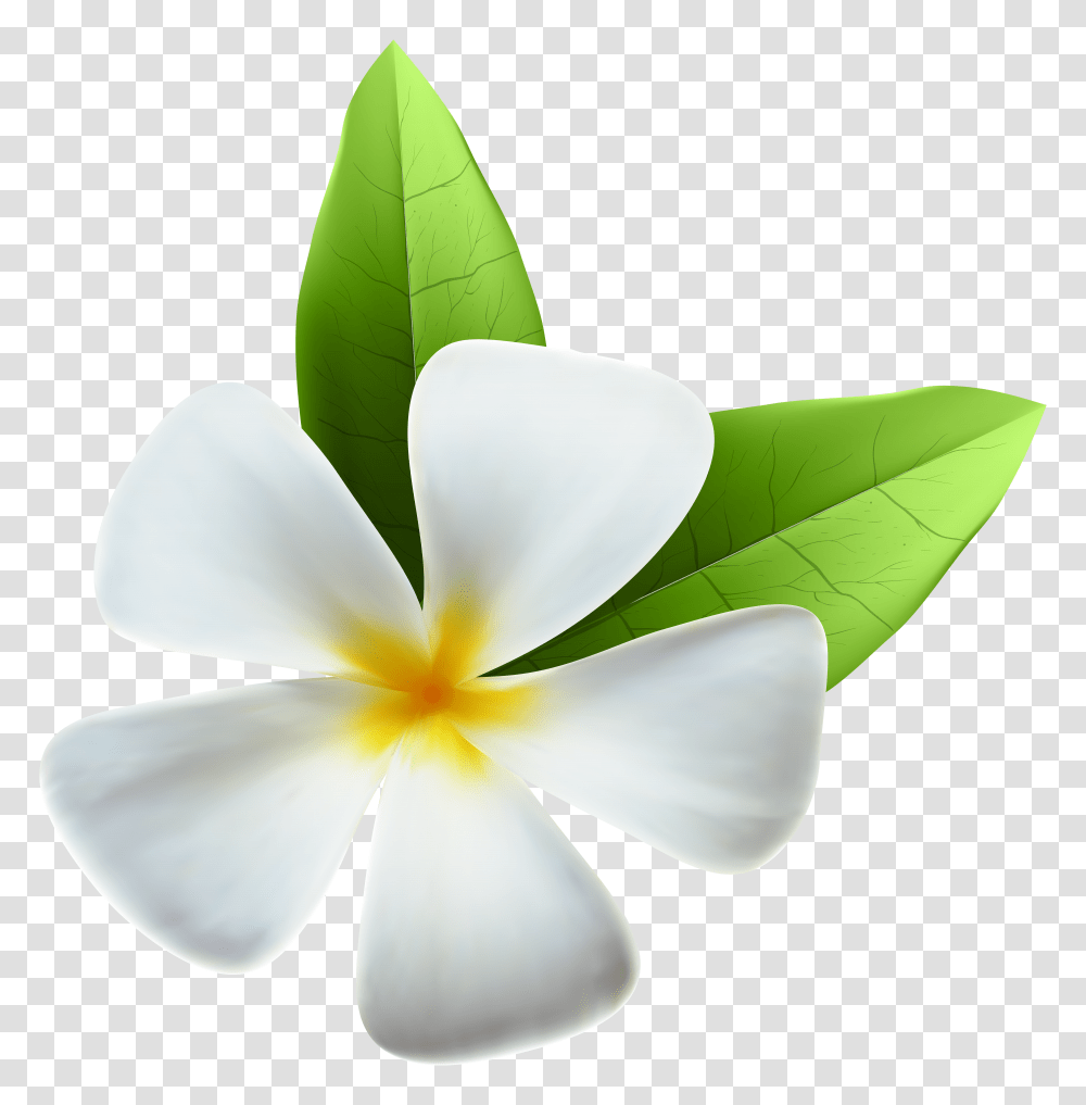 White Exotic Flower Clip Art Transparent Png