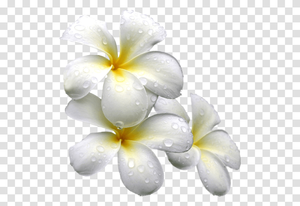 White Exotic Flower, Geranium, Plant, Blossom, Petal Transparent Png