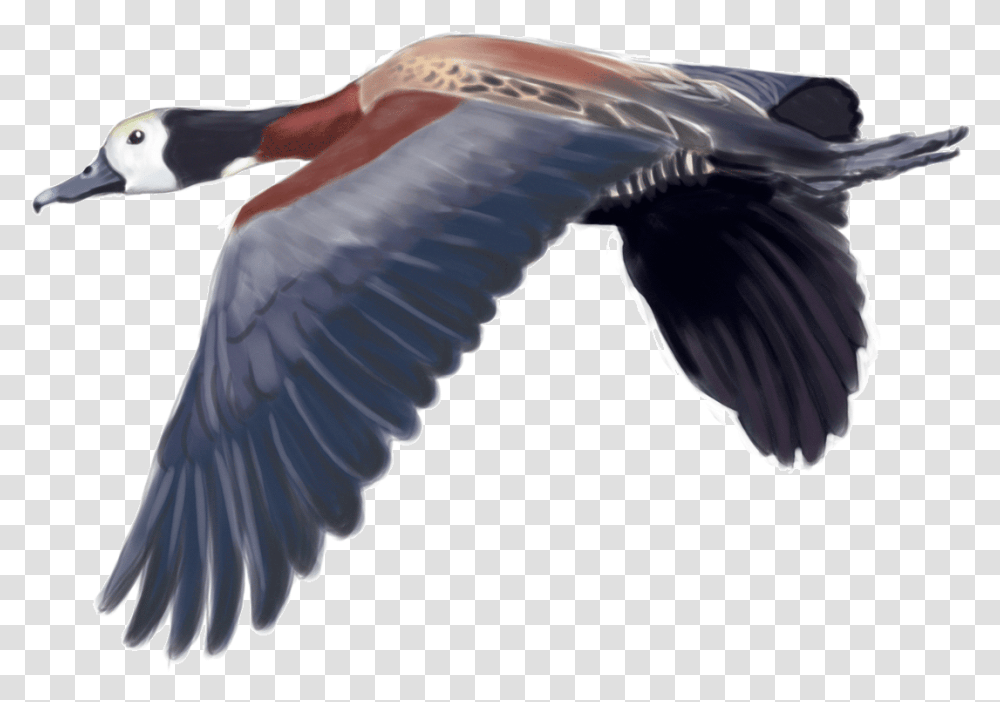 White Faced Duck, Bird, Animal, Waterfowl, Flying Transparent Png
