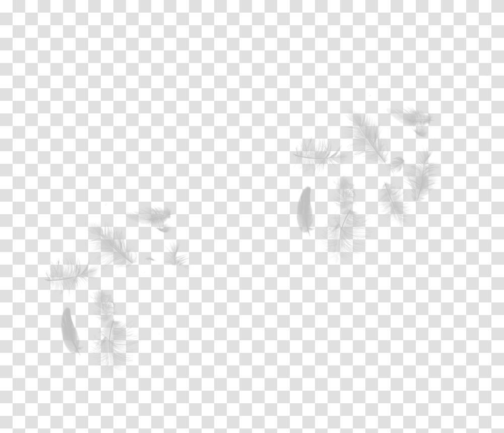 White Falling Feathers, Plant, Flower Transparent Png