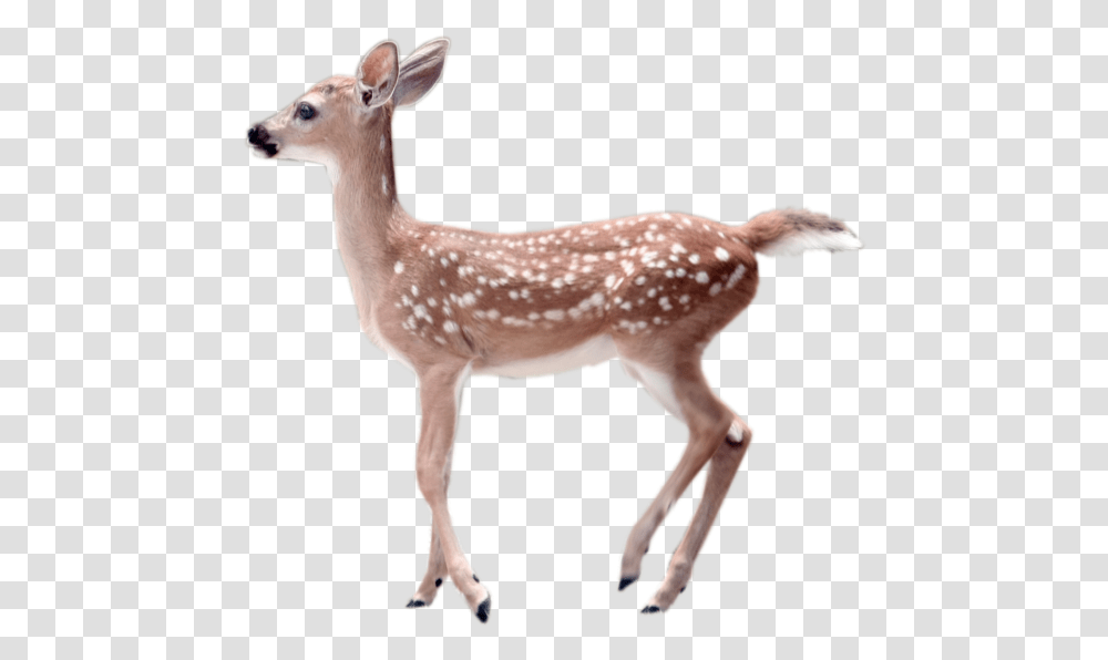 White Fawn, Deer, Wildlife, Mammal, Animal Transparent Png