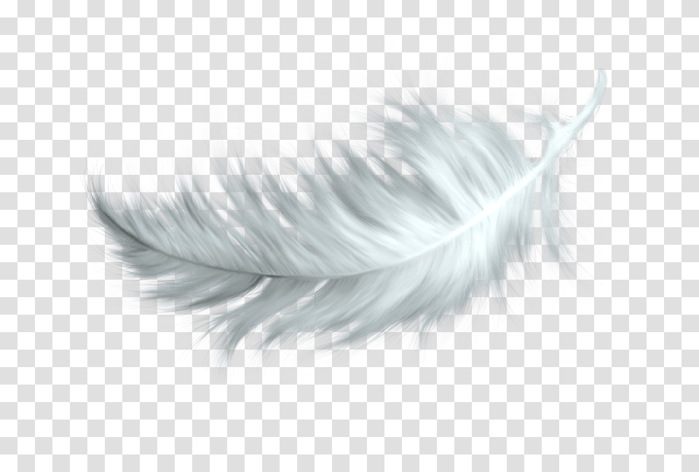 White Feather Bird Feather, Animal, Chicken, Poultry, Fowl Transparent Png