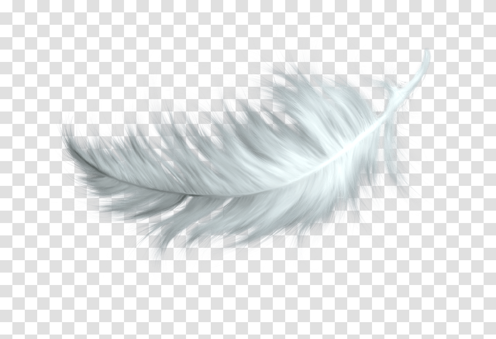 White Feather Bird Feather, Chicken, Poultry, Fowl, Animal Transparent Png