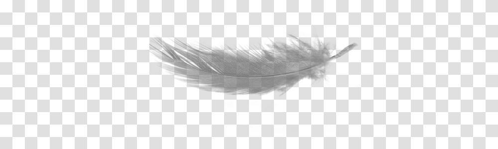 White Feather Download No Background Distant Worlds Ii More Music, Nature, Outdoors, Silhouette, Text Transparent Png