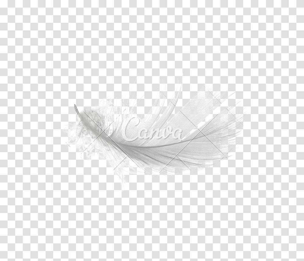 White Feather Graphic Stock Macro Photography, Clothing, Apparel, Art, Graphics Transparent Png