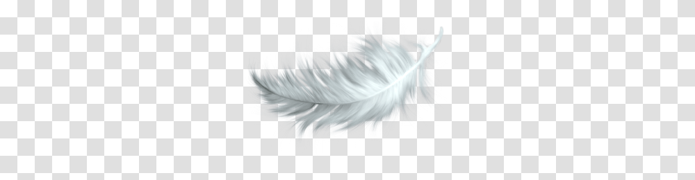 White Feather No Background Image, Foam, Home Decor Transparent Png