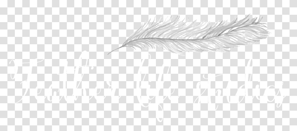 White Feather, Bird, Animal, Handwriting Transparent Png