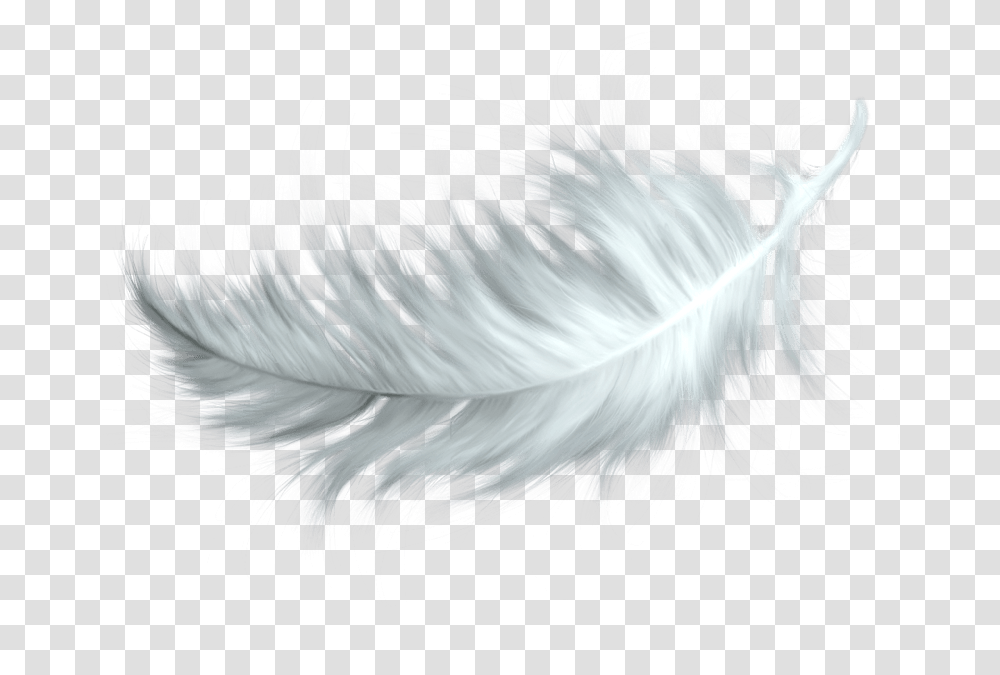 White Feather White Feather, Bird, Animal, Chicken, Poultry Transparent Png