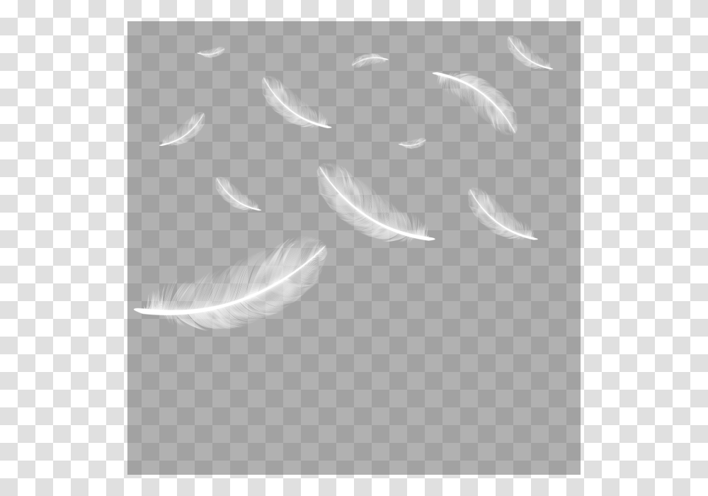 White Feathers Falling, Fish, Animal, Plant, Flying Transparent Png