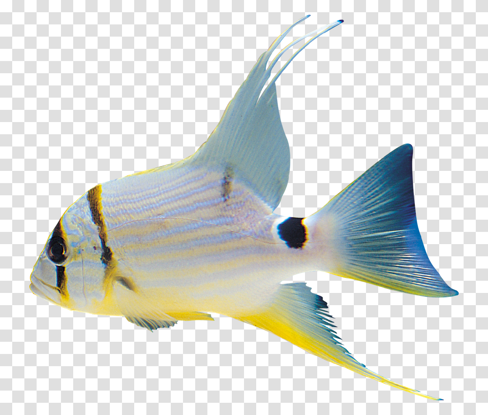 White Fish Clipart Format Riba, Angelfish, Sea Life, Animal, Bird Transparent Png
