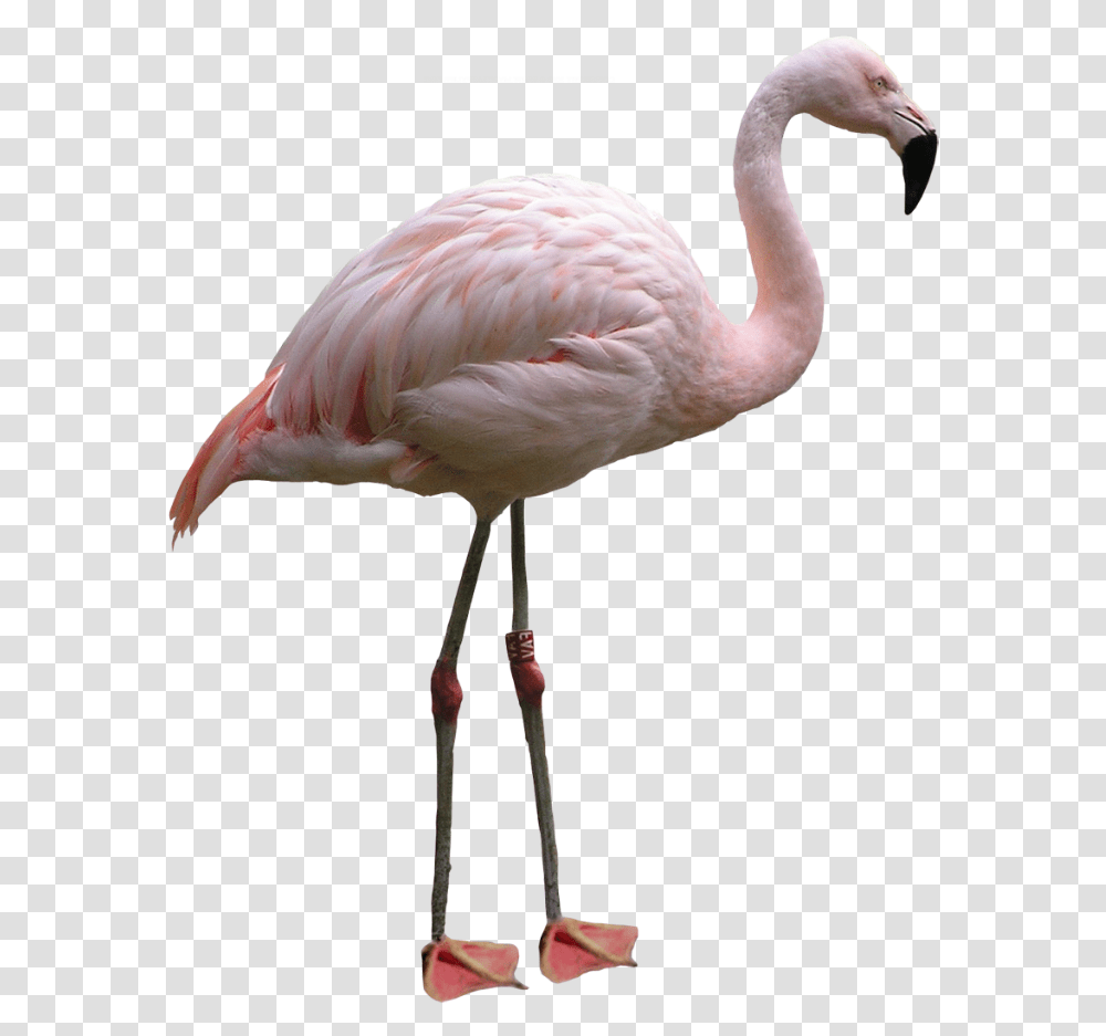 White Flamingo, Bird, Animal, Beak Transparent Png