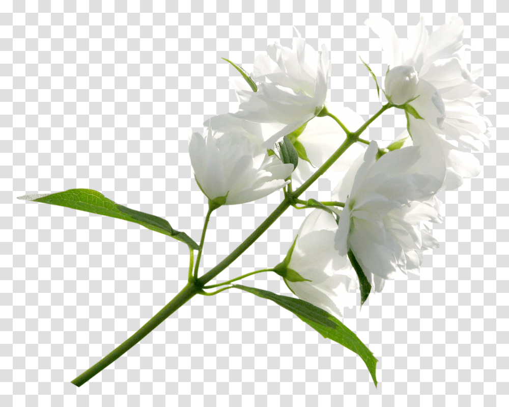 White Floral White Flowers Background, Plant, Petal, Geranium, Acanthaceae Transparent Png